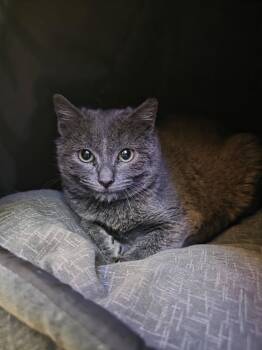 Domestic Short Hair Cats Available for Adoption in Carson City, Nevada - Hayze | PetCurious
