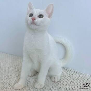 Stella White -  Domestic Short Hair Cat for Adoption in Washington, District Of Columbia - Stella White | PetCurious