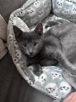 Rescue Domestic Short Hair Cats for Adoption in Kingston, New York - Emerson | PetCurious