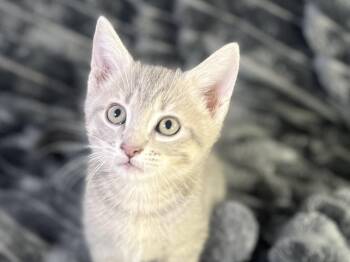 Maze -  Domestic Short Hair and Tabby Cat for Adoption in Algood, Tennessee - Maze | PetCurious