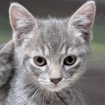 Domestic Short Hair Cats Available for Adoption in Jefferson, Wisconsin - Harrah - Reduced Fee! | PetCurious