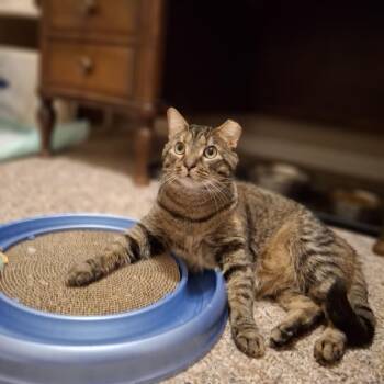 Domestic Short Hair Cats Available for Adoption in Vine Grove, Kentucky - Heidi | PetCurious