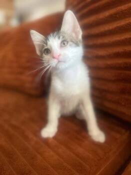 Nico -  Domestic Short Hair Cat for Adoption in Albuquerque, New Mexico - Nico | PetCurious