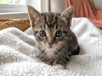 Freddie Mercury -  Tabby Cat for Adoption in Great Neck, New York - Freddie Mercury | PetCurious