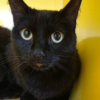 Domestic Medium Hair Cats Available for Adoption in Abilene, Texas - Whiskers | PetCurious