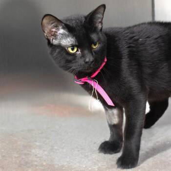 GONGER -  Domestic Short Hair Cat for Adoption in St. Louis, Missouri - GONGER | PetCurious