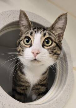 Domestic Short Hair Cats Available for Adoption in Bellingham, Washington - Badger And Moose | PetCurious