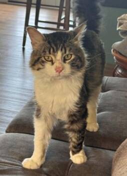 Troy -  Tabby Cat for Adoption in Anchorage, Alaska - Troy | PetCurious