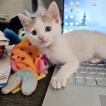 Chai* -  Domestic Short Hair Cat for Adoption in San Gabriel, California - Chai* | PetCurious