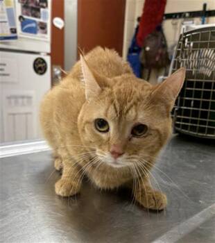 Rescue Domestic Short Hair Cats for Adoption in Aliquippa, Pennsylvania - LOBSTER | PetCurious