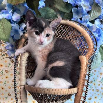 ABBA -  Domestic Short Hair Cat for Adoption in Toms River, New Jersey - ABBA | PetCurious