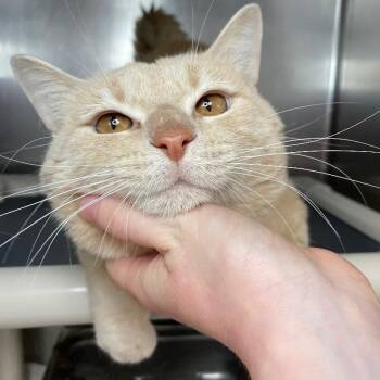 Battle Cat -  Domestic Short Hair Cat for Adoption in Roanoke, Virginia - Battle Cat | PetCurious