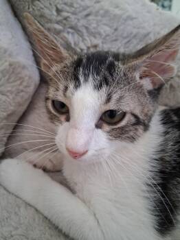 Leon -  Domestic Short Hair Cat for Adoption in Oviedo, Florida - Leon | PetCurious