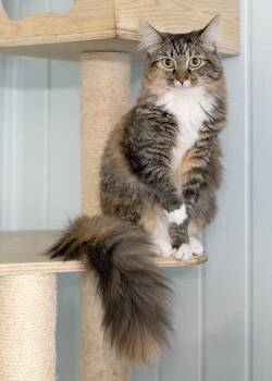 Kirsten -  Domestic Medium Hair and Tabby Cat for Adoption in Buford, Georgia - Kirsten | PetCurious
