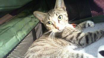 WINNIE -  Domestic Short Hair Cat for Adoption in Charlotte, North Carolina - WINNIE | PetCurious