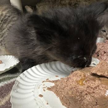 Domestic Medium Hair Cats Available for Adoption - Eddie | PetCurious