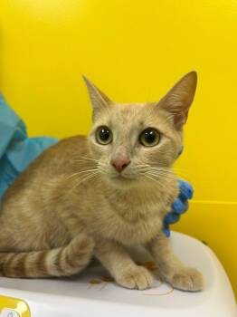 Wilmie -  Domestic Short Hair Cat for Adoption in Raleigh, North Carolina - Wilmie | PetCurious