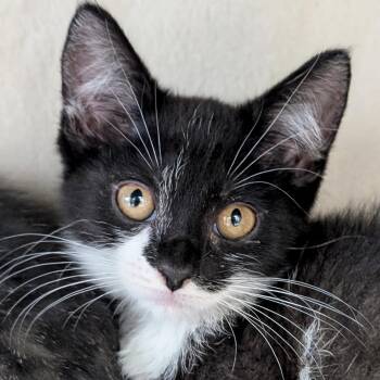 Shale -  Domestic Short Hair Cat for Adoption in Jefferson, Wisconsin - Shale | PetCurious