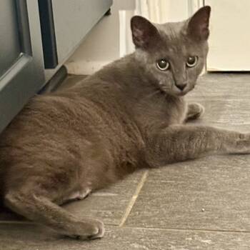 Rescue Domestic Short Hair Cats for Adoption in Mt. Juliet, Tennessee - Mama Rose | PetCurious