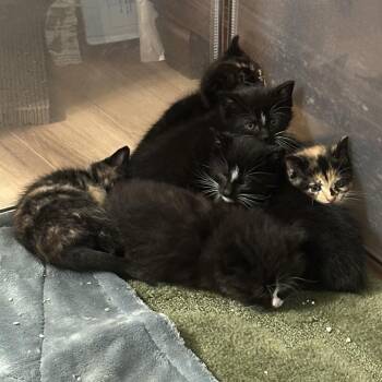 Fuzzy Lumpkins -  Domestic Medium Hair Cat for Adoption - Fuzzy Lumpkins | PetCurious