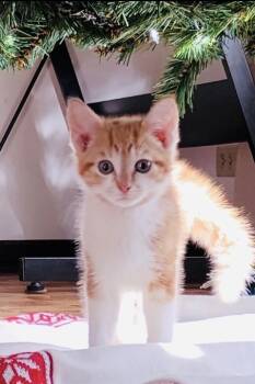 Rescue Domestic Short Hair Cats for Adoption in Hoffman Estates, Illinois - Bam Bam | PetCurious