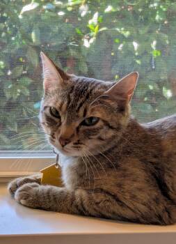 Rescue Domestic Short Hair Cats for Adoption in Portland, Oregon - Josie | PetCurious