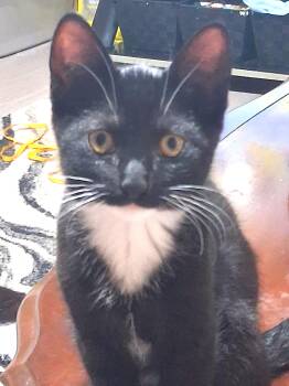 Luna -  Tuxedo Cat for Adoption in Hamilton, Ontario - Luna | PetCurious
