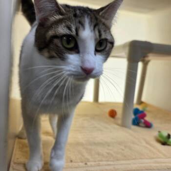 Jelly -  Domestic Short Hair Cat for Adoption in Harrisonburg, Virginia - Jelly | PetCurious