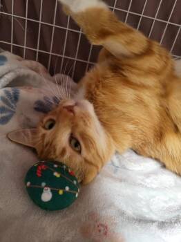 MaMa Mao -  Domestic Short Hair Cat Available for Adoption in Diamond Springs, California - MaMa Mao | PetCurious