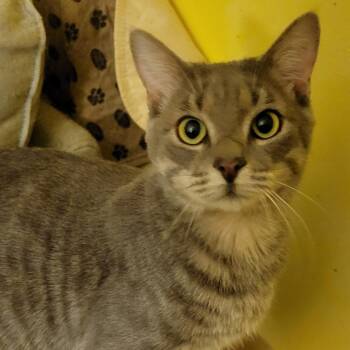 Darren -  Domestic Short Hair Cat Available for Adoption in Boston, Massachusetts - Darren | PetCurious
