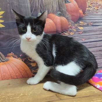 Michael -  Domestic Short Hair Cat for Adoption in Normal, Illinois - Michael | PetCurious