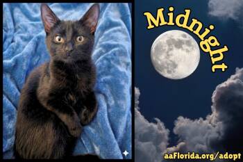 Midnight -  Domestic Medium Hair Cat for Adoption in Pensacola, Florida - Midnight | PetCurious