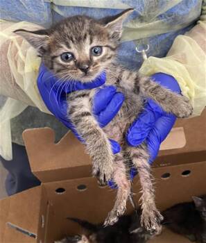 Domestic Short Hair Cats Available for Adoption in Dallas, Texas - SOLO | PetCurious