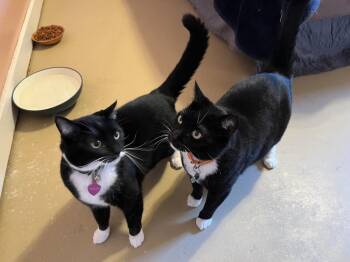 Charlie -  Domestic Short Hair Cat for Adoption in Salisbury, North Carolina - Charlie | PetCurious