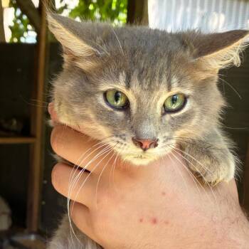 Sterling -  Domestic Medium Hair Cat for Adoption in Birmingham, Alabama - Sterling | PetCurious