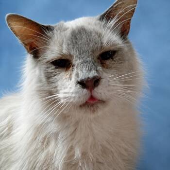 Lupe -  Siamese Cat for Adoption in ELEVEN MILE, Arizona - Lupe | PetCurious