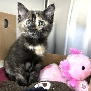 Domestic Short Hair Cats Available for Adoption - Clover | PetCurious