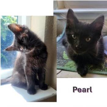 Pearl -  Domestic Long Hair Cat for Adoption in Orangevale, California - Pearl | PetCurious