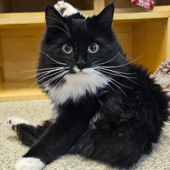 Domestic Long Hair Cats Available for Adoption - Koda | PetCurious