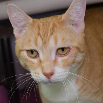 Cindy Lou Who -  Domestic Short Hair Cat for Adoption in Seattle, Washington - Cindy Lou Who | PetCurious