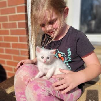 Rescue Domestic Short Hair Cats for Adoption in Pinson, Tennessee - Buzz | PetCurious