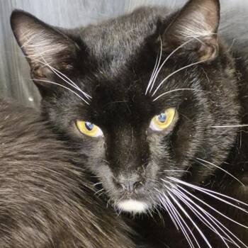 Oreo Muse -  Domestic Short Hair Cat for Adoption in Natick, Massachusetts - Oreo Muse | PetCurious