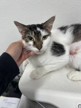 Rescue Domestic Short Hair Cats for Adoption in West Chester, Pennsylvania - Blinkie | PetCurious