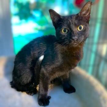 Rescue Bombay and Extra Toes Cat Hemingway Polydactyl Cats for Adoption in Oakwood, Georgia - SUPER SLIPPERS! | PetCurious