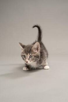 Apple Pie -  Domestic Short Hair Cat for Adoption in Fort Worth, Texas - Apple Pie | PetCurious