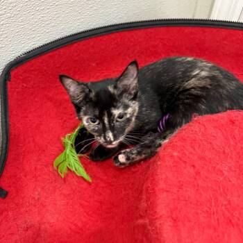 Maple -  Domestic Short Hair Cat for Adoption in Tuscaloosa, Alabama - Maple | PetCurious