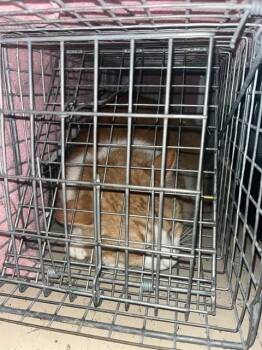 ORANGE CREAM SODA -  Domestic Short Hair Cat for Adoption in Louisville, Kentucky - ORANGE CREAM SODA | PetCurious
