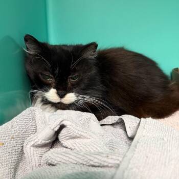 Gabby -  Domestic Short Hair Cat for Adoption in Owosso, Michigan - Gabby | PetCurious