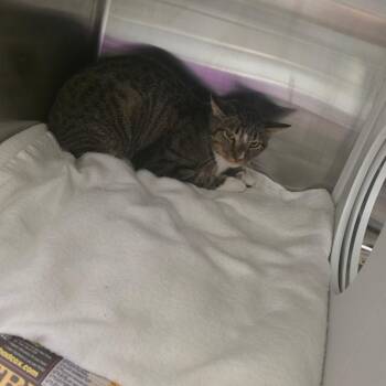 Pretty Boy Swag -  Domestic Short Hair Cat for Adoption in Chattanooga, Tennessee - Pretty Boy Swag | PetCurious