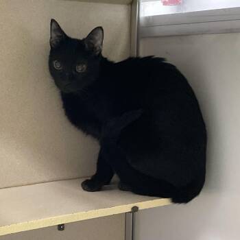 Domestic Short Hair Cats Available for Adoption in Dickinson, Texas - Ember | PetCurious